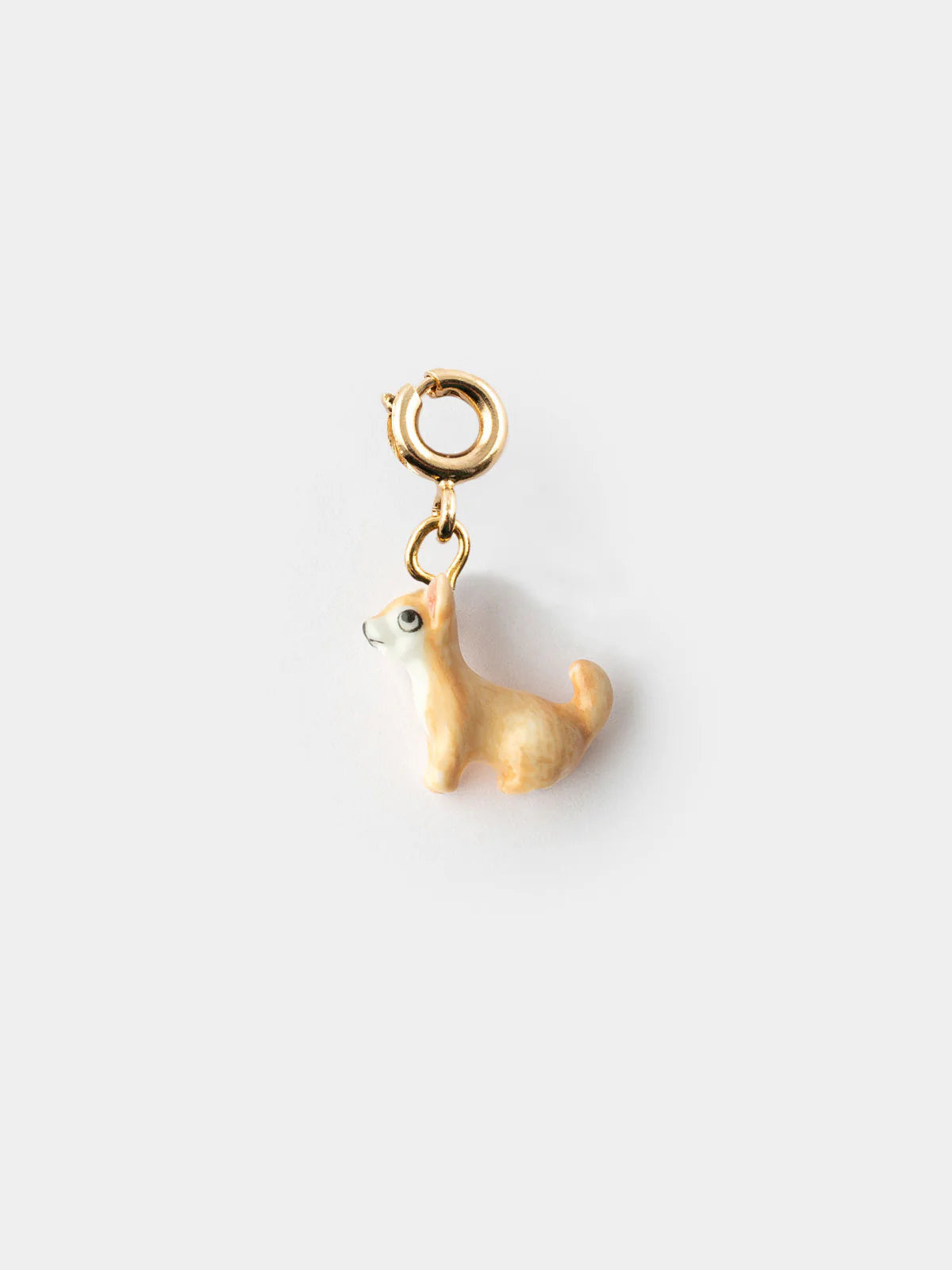 Chihuahua Charm